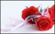 情人节红色玫瑰花图片下载