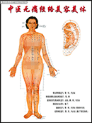 中医女性人体经络挂图图片素材