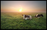 草原上奶牛图片摄影素材