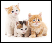 可爱的三只小猫高清图片