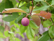 紫色梅子果树摄影图片素材