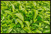绿茶茶叶高清图片素材