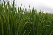 未成熟的水稻图片素材