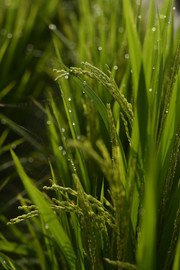 未成熟的水稻摄影图片素材