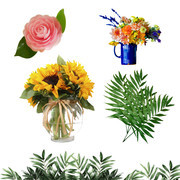 花卉植物图片下载
