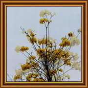 黄花风铃木图片 花卉有框画素材