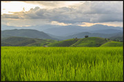 水稻田自然风景高清图片