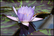 紫色睡莲花卉摄影图片素材