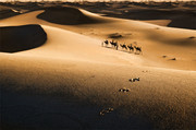 沙漠中的驼队风景摄影