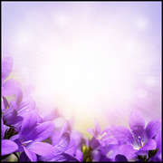 唯美紫色花朵高清图片