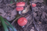  野生红菇菌菇图片