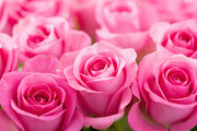 粉色玫瑰花鲜花高清背景图片