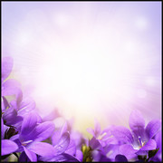 紫色花朵背景设计素材