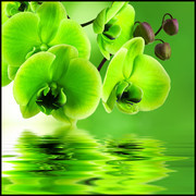 绿色蝴蝶兰鲜花图片