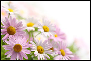 粉色雏菊鲜花背景图片