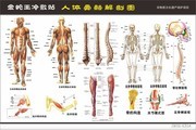 人体骨胳解剖图医疗宣传图片