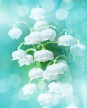 白色吊钟花花卉图片素材