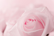 粉色玫瑰花特写高清图片素材