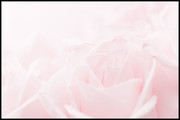 唯美粉色玫瑰花高清图片