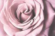 淡紫色唯美玫瑰花高清图片