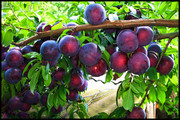黑布林水果果树摄影图片