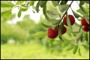 杨梅果树水果摄影图片