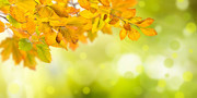 秋天枯黄的树枝高清图片