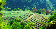 茶山茶园自然风景图片
