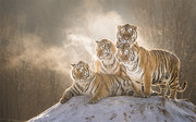 四只老虎高清图片素材