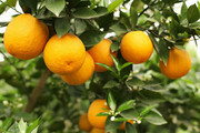 橙子树上的橙子图片素材