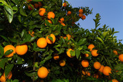 果树上的橙子摄影大图