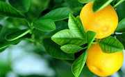 果树上的橙子摄影图片
