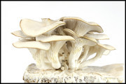白蘑菇菌菇蔬菜图片素材