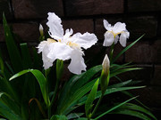 白色花朵露珠图片素材