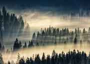云雾缭绕的森林风景摄影