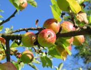 苹果树上的苹果图片摄影