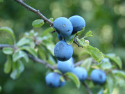 蓝莓树上的蓝莓摄影图片素材