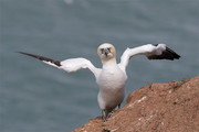 白色塘鹅展翅飞鸟图片