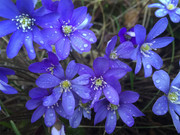 蓝色海葵花鲜花图片