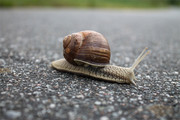 一只蜗牛特写摄影图片素材
