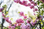 粉色垂丝海棠鲜花图片