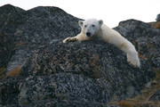 北极熊图片下载