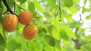 李子树上的李子水果图片