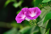 紫色牵牛花花卉图片素材