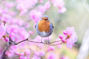 春天花卉和鸟的图片素材