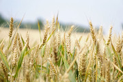 成熟的麦子高清图片素材