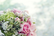 粉色玫瑰花高清图片素材
