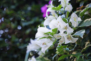 盛开的白色三角梅花朵图片