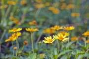 黄色蟛蜞菊图片