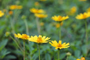 黄色蟛蜞菊野花摄影图片